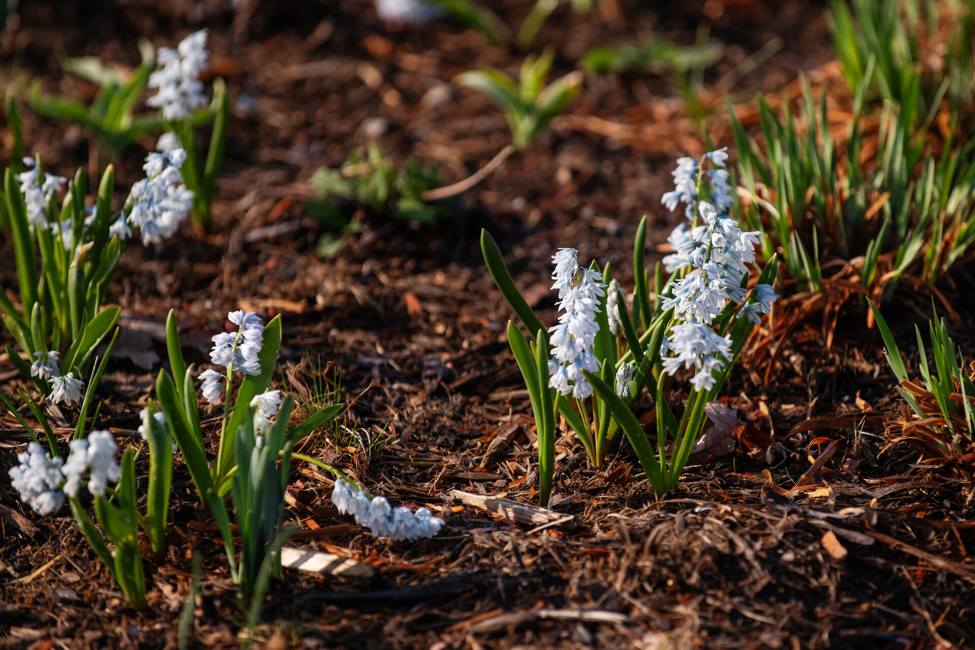 Puschkinia scilloides var. libanotica